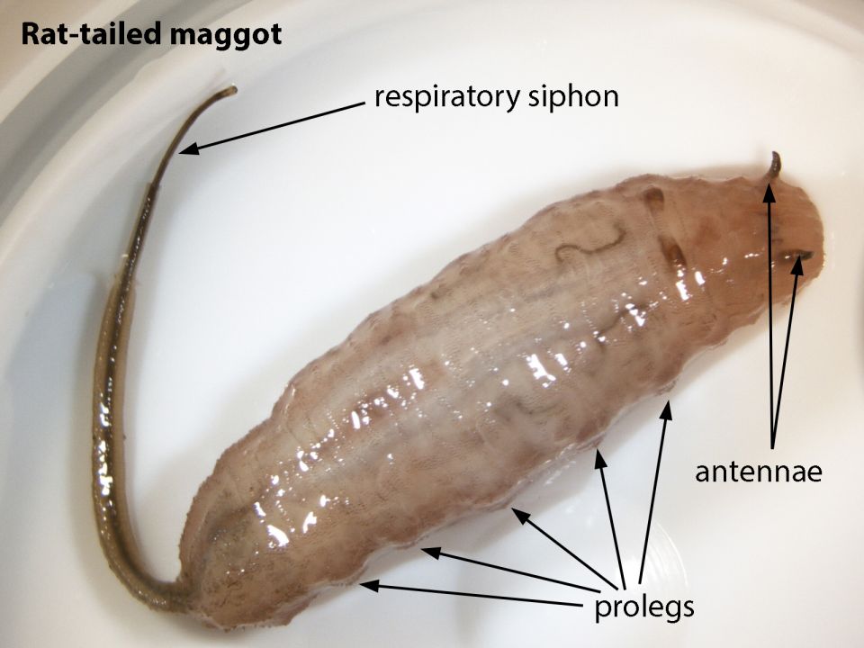Rat tailed maggot